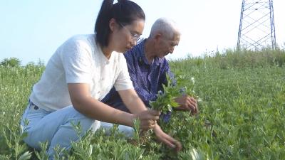 一棵草带动一个村！小艾草成为富民“金叶子”
