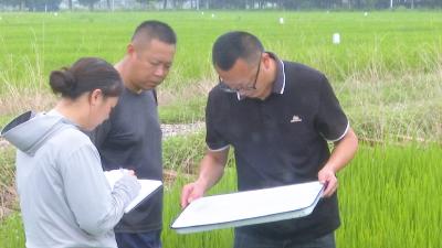 水稻病虫防治进入关键期 专家提醒加强稻飞虱等病虫防控