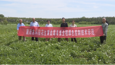 根系壮、结瘤多、病害少！新技术交出亮眼成绩单