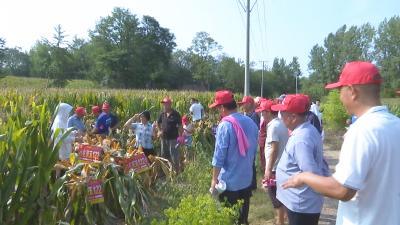 示范田里“赛”玉米 农资观摩促增产增收​