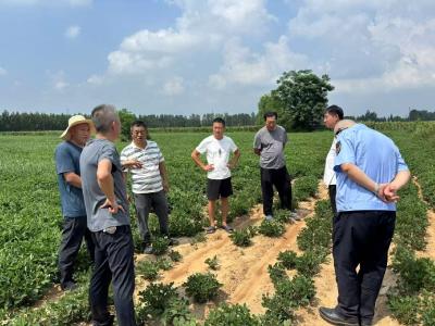 张家集镇人大：调研花生卷叶现象 探讨防治对策
