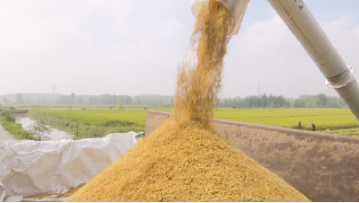 稻浪飘香！襄州田间测产，优质稻亩产亮眼