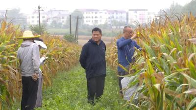 襄州：高矮作物间作 实现“粮油双收”