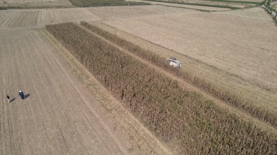 稳稳的！夏玉米抢收背后的科技与担当