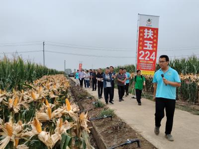 玉米新品种“集体亮相” 这场观摩会引关注