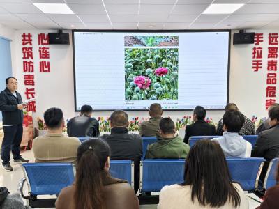 黄集镇：识罂粟 禁种植  织密“禁种铲毒”防护网