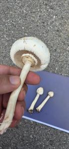 如何预防毒蘑菇中毒？误食了该怎么办？听听专业解答