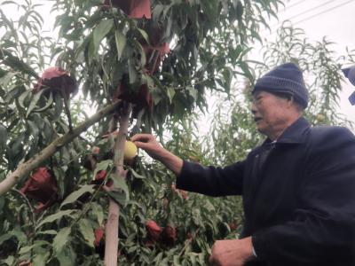 黄龙镇：大冬桃进入销售旺季