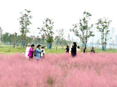 襄州限定「粉黛花海」来啦！就在这里→