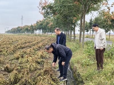 黄集镇人大：投身“三秋”一线 筑牢粮食安全“压舱石”