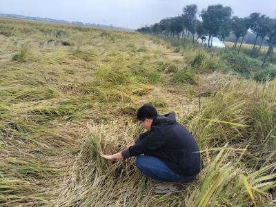 张家集镇人大：代表一线履职 全力护航秋粮归仓