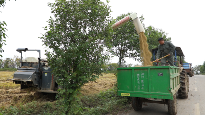 龙王镇秋收冲刺 万亩稻田颗粒归仓