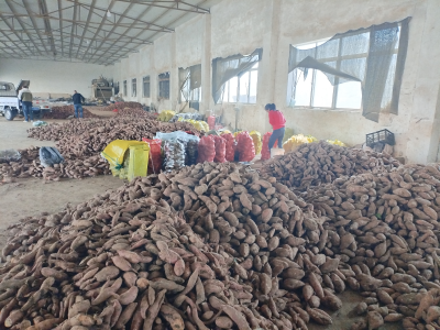 红薯产业“链”出峪山新图景