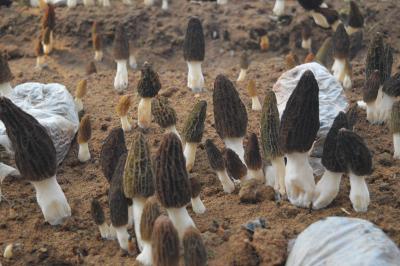 襄州朱集藏“鲜”机！2000亩羊肚菌拓宽致富路
