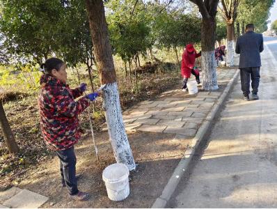 黄龙：树木穿“新衣” 防病又治虫