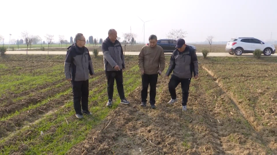 襄州：管好小麦越冬苗  分类施策提效能
