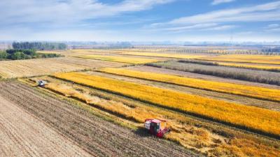 25亿斤！这里的田凭什么这么稳？