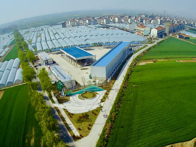 【党建引领 乡村振兴】襄州区双沟镇梁咀村：“菜园子”变“钱袋子”