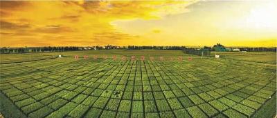 襄州区实施“四项行动”谱写田园新篇——从抽象蓝图转化为“具象实景”