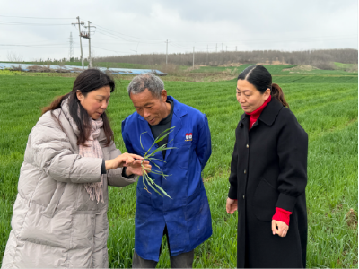 抢抓春管“黄金期” 专家把脉护麦忙