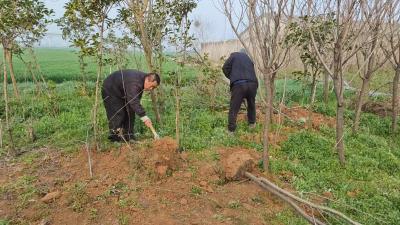 朱集镇：植树添绿迎新春 党群同心美家园