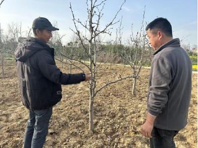 朱集镇：春季梨园管护忙 万亩梨树盼丰收