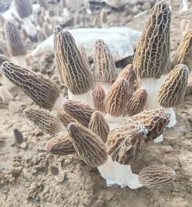 南阳小伙跨省种植羊肚菌