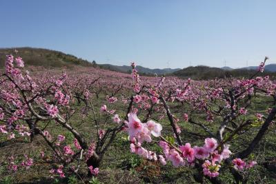 黄龙：人大代表护航“赏花季” 舒心赏花幸福归家