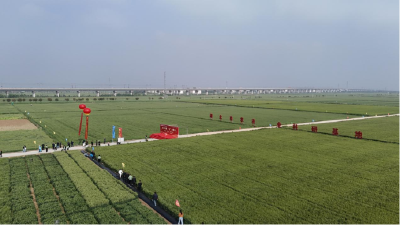 麦行荆楚 “芯” 出尊农——襄州优质小麦新品种观摩会奏响丰产强音