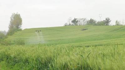抢抓抽穗扬花期 科学田管保丰收