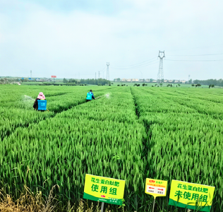 鲁花“乐地生”示范田效果显著  夏粮稳产添新助力