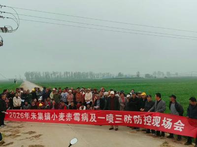 朱集镇：抓实田间防控 护航夏粮丰收