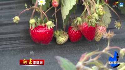 黄州区：浙江莓农就地过年  草莓大棚春意浓