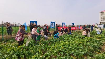 小萝卜、大产业——黄州区陶店乡杨家湾村举办首届黄州萝卜文化节