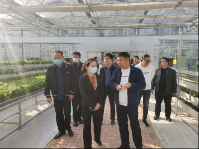 山东寿光顺金、山河公司来黄州考察农业蔬菜产业园项目