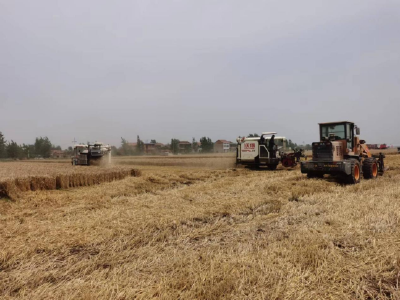 黄州区发改局开展小麦品质调研