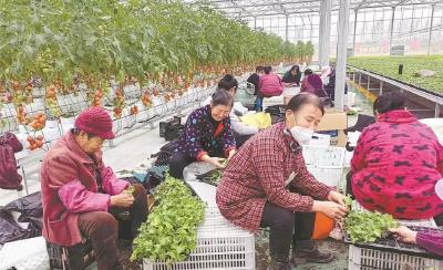 回眸黄州2022 | 叶路洲上建起蔬菜新高地