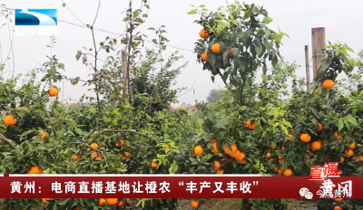 媒体关注 | 电商直播基地让橙农“丰产又丰收”