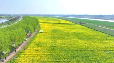 黄州区堵城镇叶路洲第二届油菜花节开幕