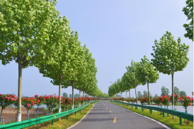 黄州区6.9公里长的李苏线“一路生花”