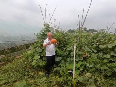 由田间到餐桌 从“绿色”到“有机” 湖北青藤生态农业公司打造有机生态循环农业产业链