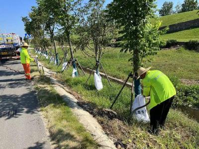 黄州区交通公路部门为行道树“解渴降温”