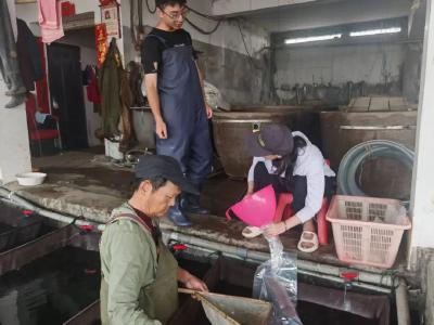 湖北“鱼苗孵化第一村”：新老互助传承技艺