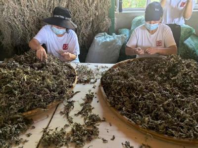 沿着铁路评湖北｜探访蕲春：一株艾草如何成为富民强县的密码？
