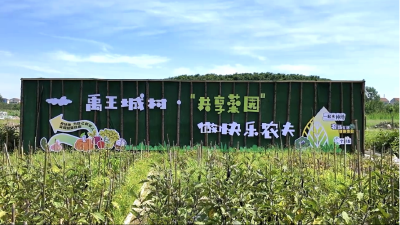 湖北黄冈：村集体引领“共享菜园”模式，激活乡村振兴新动能