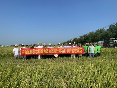 孝南区再生稻喜获丰收 亩产产量再创新高