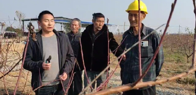 冬季桃树管护好
