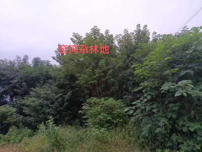 守“红线”复“绿地”，共建和美乡村