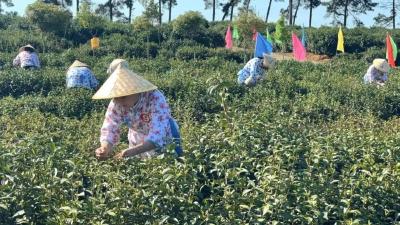以茶为媒 以节汇品 全区农特产品搭上杨店采茶节列车进入首衡城展销