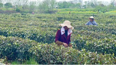 明前茶飘香 采摘正当时